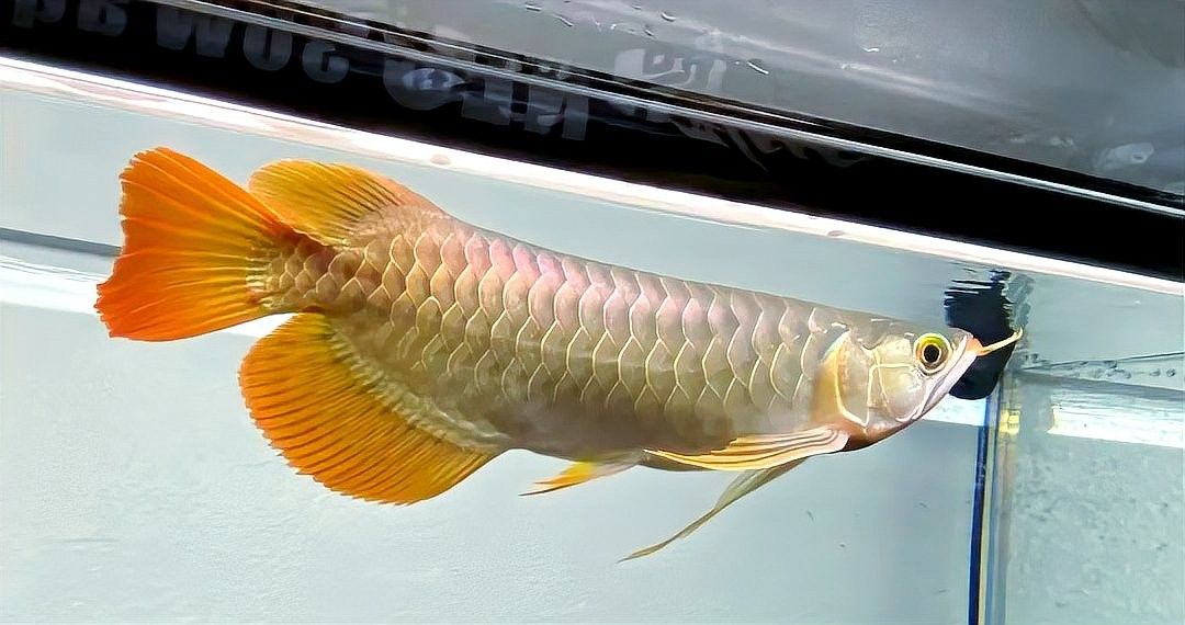 如何判斷龍魚鱗片變色是否感染（如何判斷龍魚鱗片變色是否是由于感染）