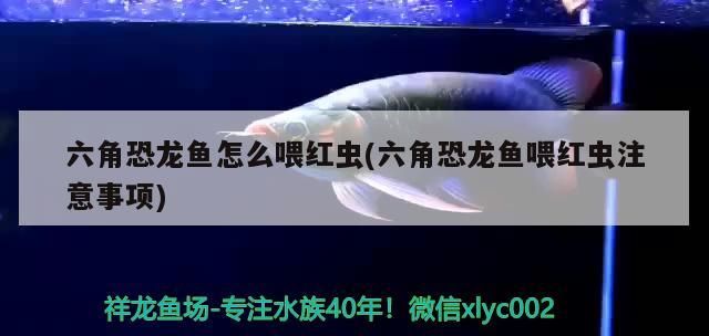 六角恐龍魚怎么喂紅蟲(六角恐龍魚喂紅蟲注意事項)
