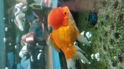 廣州魚(yú)缸哪里買(mǎi)最便宜的好點(diǎn)：廣州花鳥(niǎo)魚(yú)蟲(chóng)市場(chǎng)的歷史