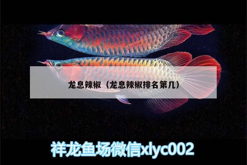 龍息辣椒（龍息辣椒排名第幾） 龍息辣椒（龍息辣椒排名第幾） 觀賞魚百科