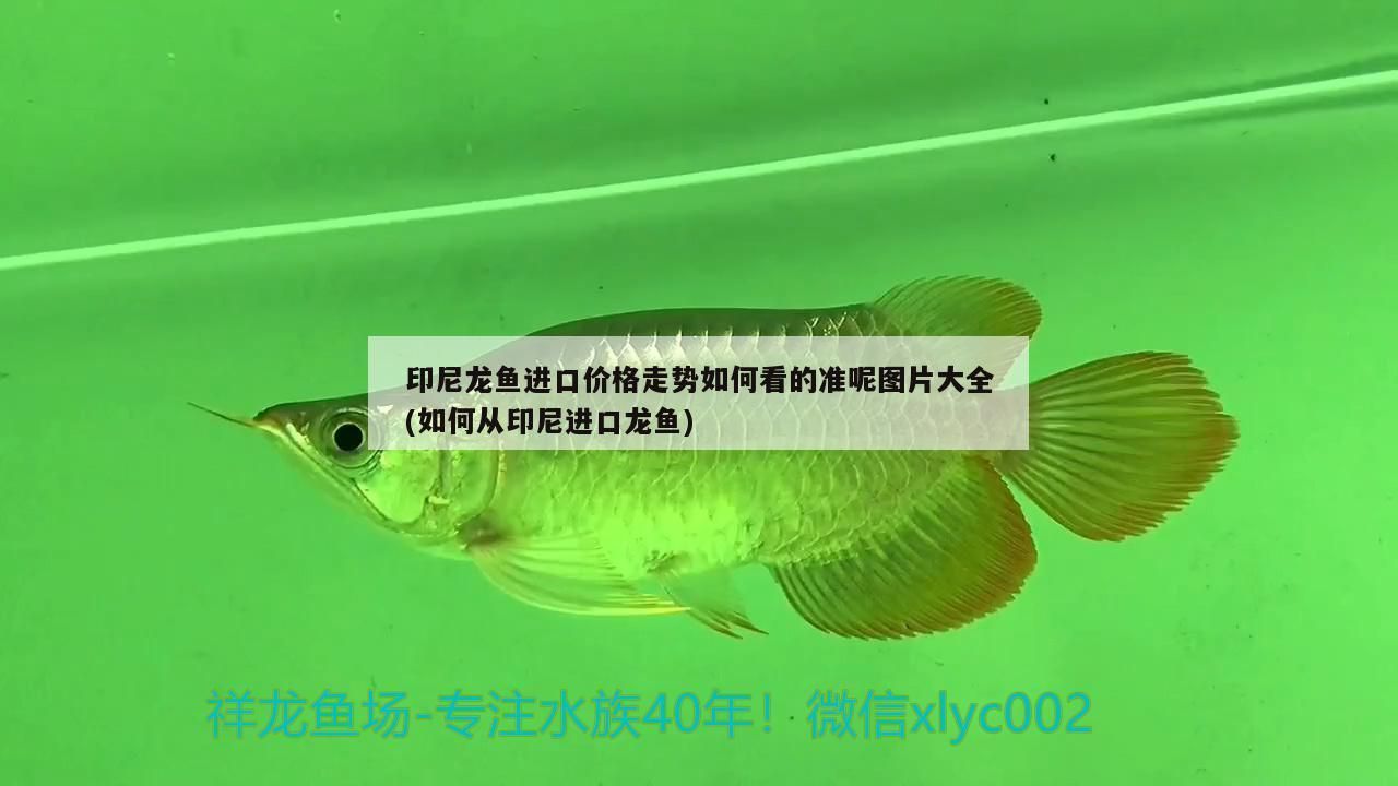 印尼龍魚進口價格走勢如何看的準呢圖片大全(如何從印尼進口龍魚) 印尼龍魚進口價格走勢如何看的準呢圖片大全(如何從印尼進口龍魚) 觀賞魚百科
