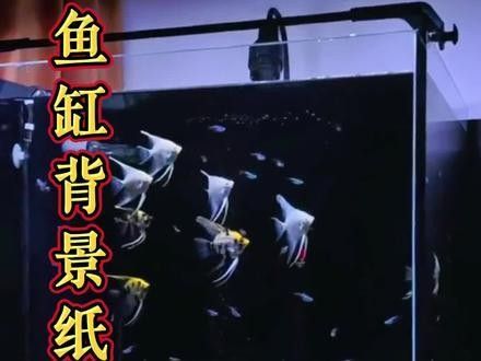 金龍魚缸背景貼紙哪里買