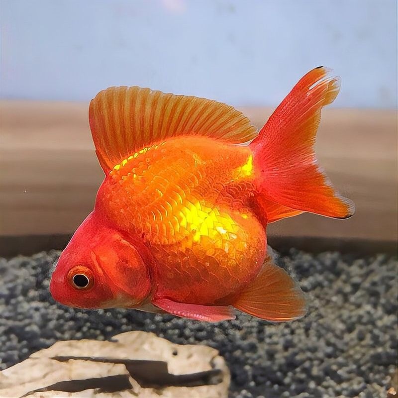 給我一張24K金龍魚的照片