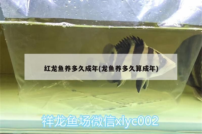 紅龍魚養(yǎng)多久成年(龍魚養(yǎng)多久算成年)
