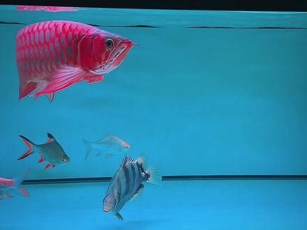 撫州哪個水族館龍魚好？祥龍魚場龍魚（撫州州祥龍魚場）