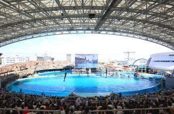 上饒龍魚水族店：上饒龍魚水族 上饒龍魚水族店：上饒龍魚水族 觀賞魚百科 第1張