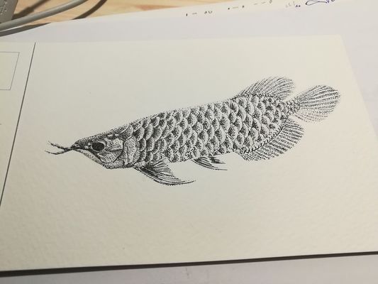 上饒龍魚水族店：上饒龍魚水族 上饒龍魚水族店：上饒龍魚水族 觀賞魚百科 第3張