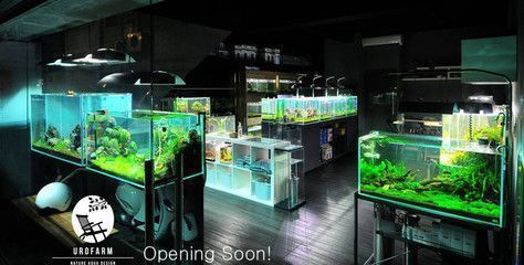 上饒龍魚水族店：上饒龍魚水族 上饒龍魚水族店：上饒龍魚水族 觀賞魚百科 第4張