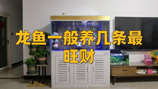 龍魚缸的最佳配魚數(shù)量 龍魚缸的最佳配魚數(shù)量 龍魚百科 第1張
