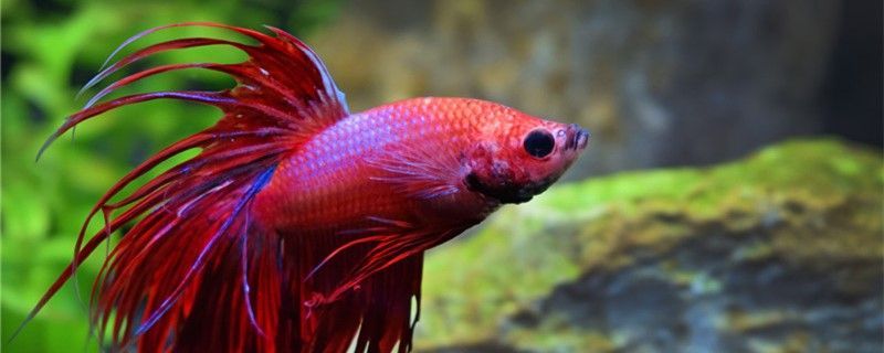 觀賞魚 大紅龍魚為什么這么貴呢(大紅龍魚為什么這么貴呢怎么回事) 觀賞魚百科 大紅龍魚為什么這么貴呢(大紅龍魚為什么這么貴呢怎么回事) 大紅龍魚為什么這么貴呢(大紅龍魚為什么這么貴呢怎么回事) 觀賞魚百科