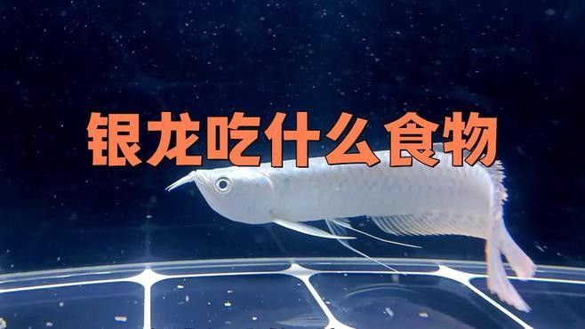 哪種恐龍魚適合吃面包蟲