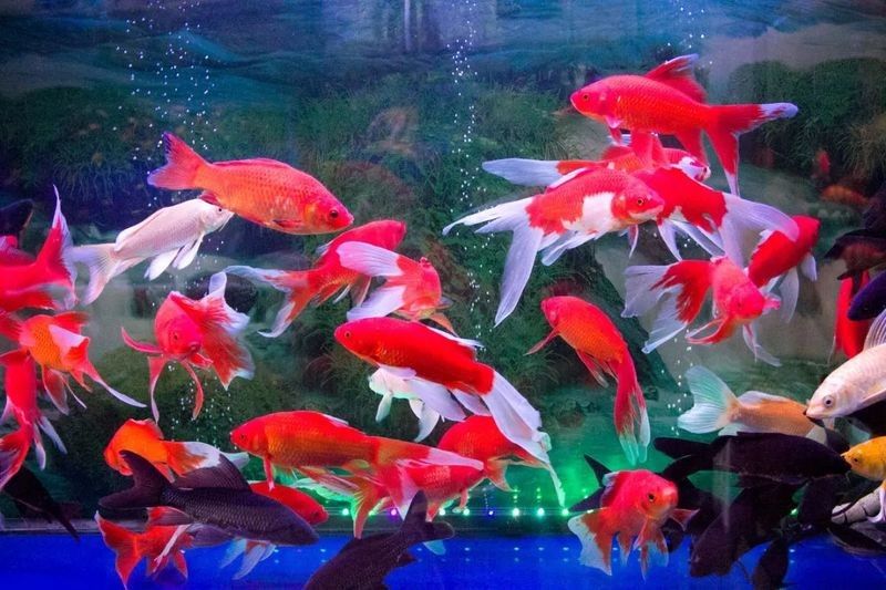 龍魚死后多久必須處理 龍魚死后多久必須處理 龍魚百科 第1張