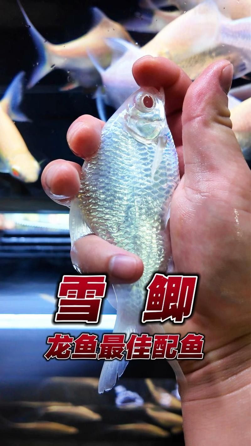 推薦一些高質(zhì)量的龍魚飼料魚品種