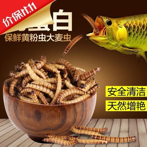 推薦一些高質(zhì)量的龍魚飼料魚品種