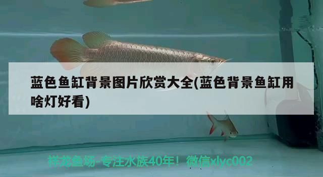 藍色魚缸背景圖片欣賞大全(藍色背景魚缸用啥燈好看)