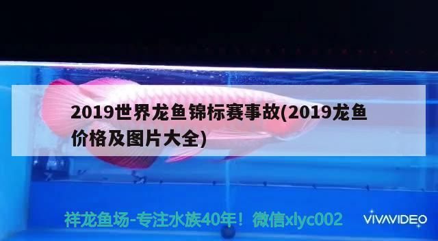 2019世界龍魚錦標賽事故(2019龍魚價格及圖片大全)