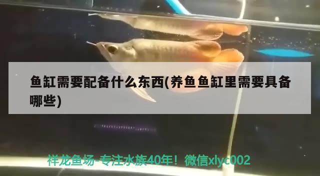 魚缸需要配備什么東西(養魚魚缸里需要具備哪些)