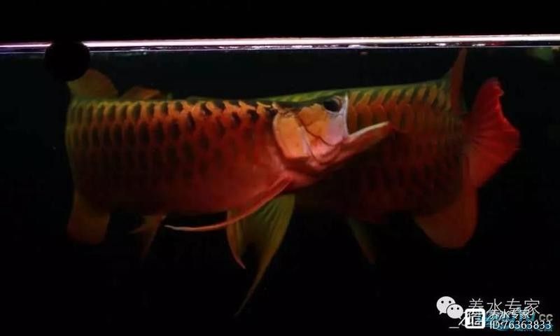 龍魚外傷感染后需要隔離嗎
