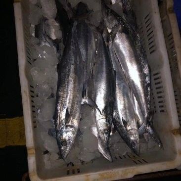 福州馬尾名成海峽有哪些海鮮批發(fā)？