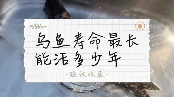 黑魚在魚缸中的壽命有多長(zhǎng)（黑魚到底能長(zhǎng)到多大揭秘釣魚人必知的“黑魚王”之謎）