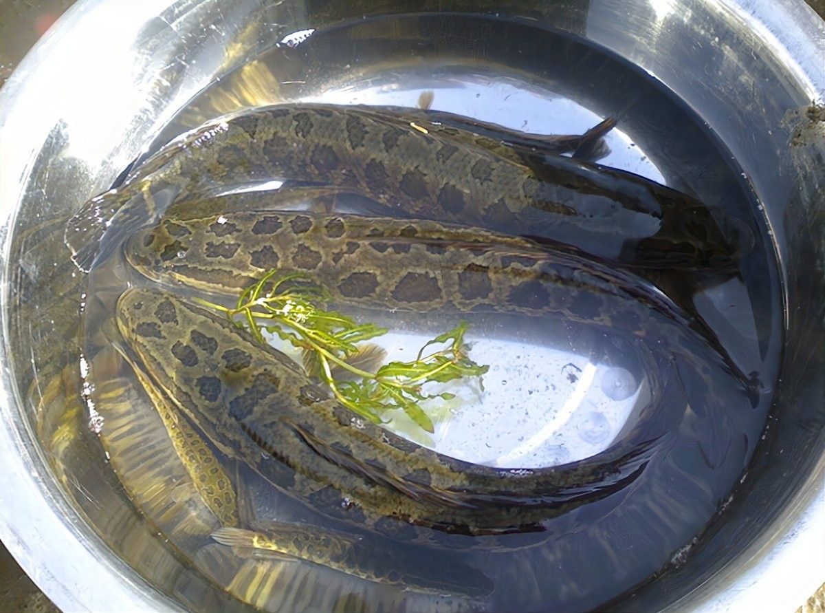 黑魚在魚缸中的壽命有多長(zhǎng)（黑魚到底能長(zhǎng)到多大揭秘釣魚人必知的“黑魚王”之謎）