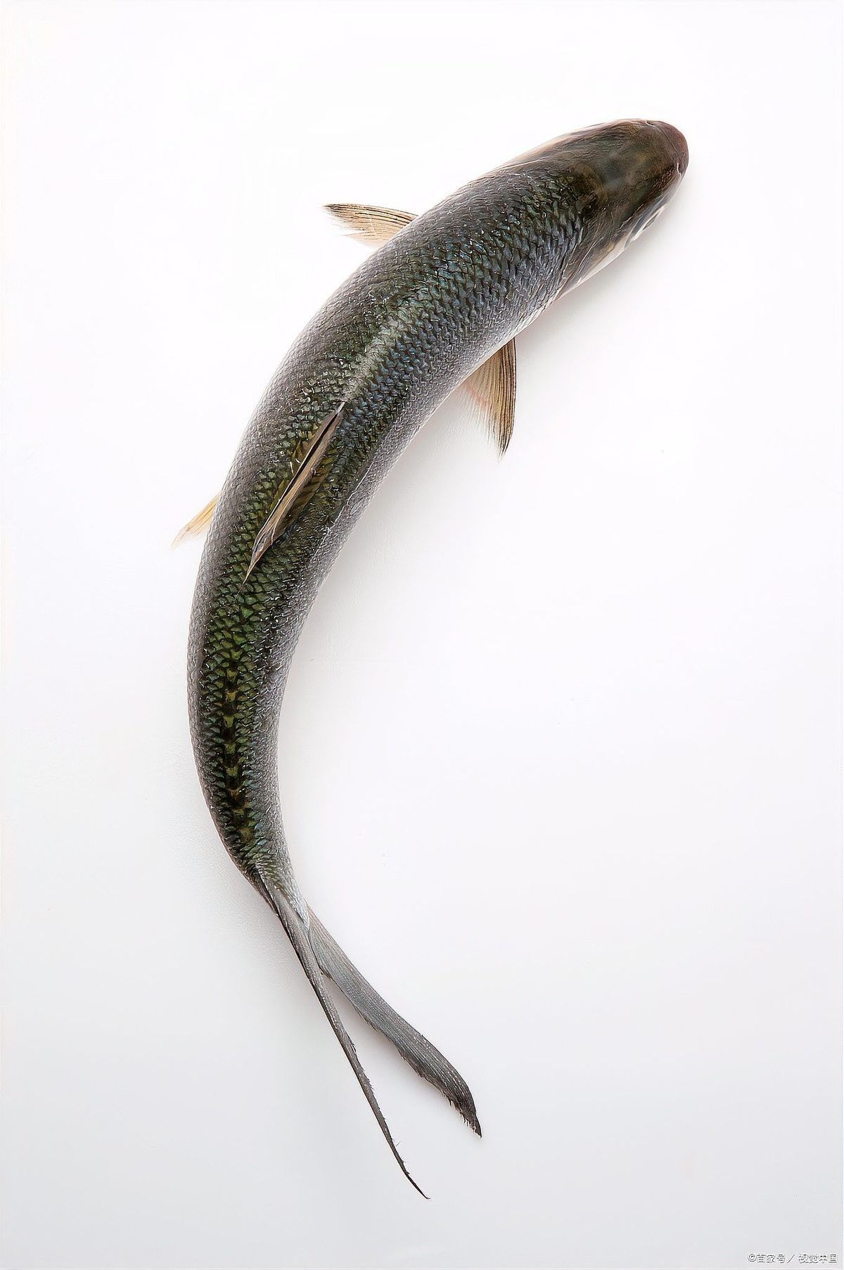 黑魚在魚缸中的壽命有多長(zhǎng)（黑魚到底能長(zhǎng)到多大揭秘釣魚人必知的“黑魚王”之謎）