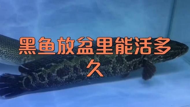 黑魚在魚缸中的壽命有多長(zhǎng)（黑魚到底能長(zhǎng)到多大揭秘釣魚人必知的“黑魚王”之謎）