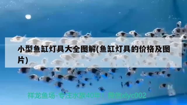 小型魚缸燈具大全圖解(魚缸燈具的價格及圖片)（小型魚缸燈具大全圖解）