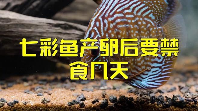 七彩雷龍魚繁殖后如何護理？
