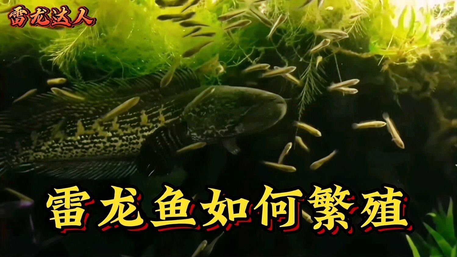 哪種雷龍魚繁殖難度最低？ 哪種雷龍魚繁殖難度最低？ 龍魚百科 第2張