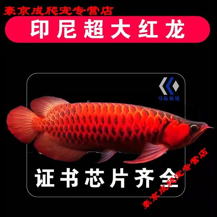 頂級紅龍魚一般在哪里購買
