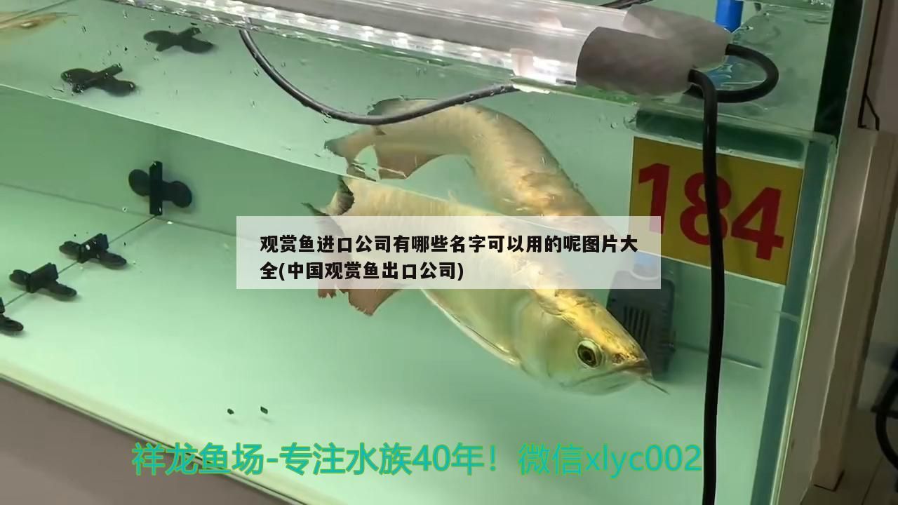 觀賞魚進口公司有哪些名字可以用的呢圖片大全(中國觀賞魚出口公司)