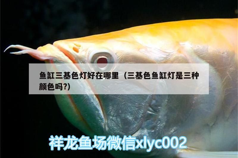 龍魚 魚缸三基色燈好在哪里(三基色魚缸燈是三種顏色嗎?) 觀賞魚百科 魚缸三基色燈好在哪里(三基色魚缸燈是三種顏色嗎?) 魚缸三基色燈好在哪里(三基色魚缸燈是三種顏色嗎?) 觀賞魚百科