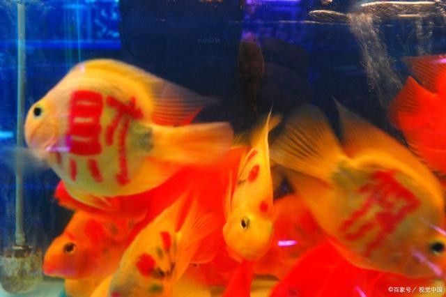 六角龍魚需要多大的魚缸？（六角龍魚怎么養飼養注意事項六角龍魚怎么養） 六角龍魚需要多大的魚缸？（六角龍魚怎么養飼養注意事項六角龍魚怎么養） 龍魚百科 第5張