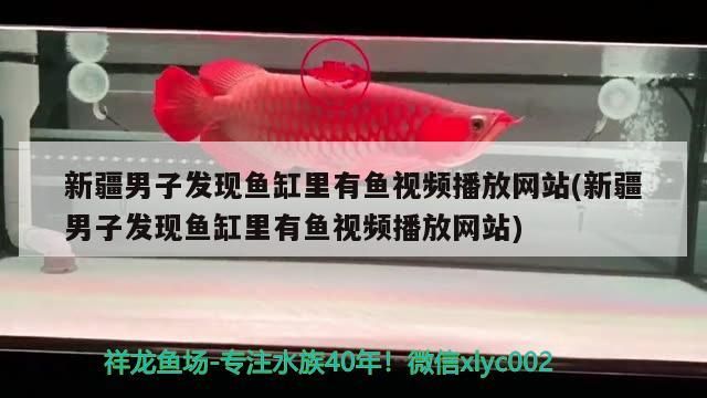 <strong><mark>新疆</mark></strong>男子發現魚缸里有魚視頻播放網站(<strong><mark>新疆</mark></strong>男子發現魚缸里有魚視頻播放網站)