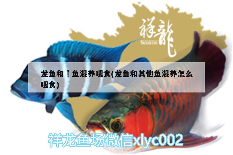 龍魚和魟魚混養(yǎng)喂食(龍魚和其他魚混養(yǎng)怎么喂食)