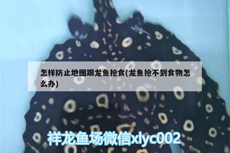 怎樣防止地圖跟龍魚搶食(龍魚搶不到食物怎么辦)