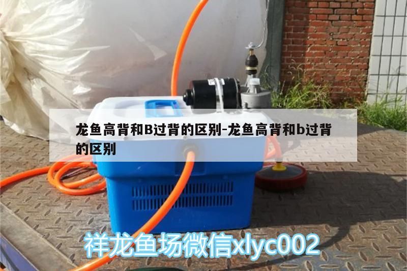 龍魚高背和B過背的區別:龍魚高背和b過背的區別