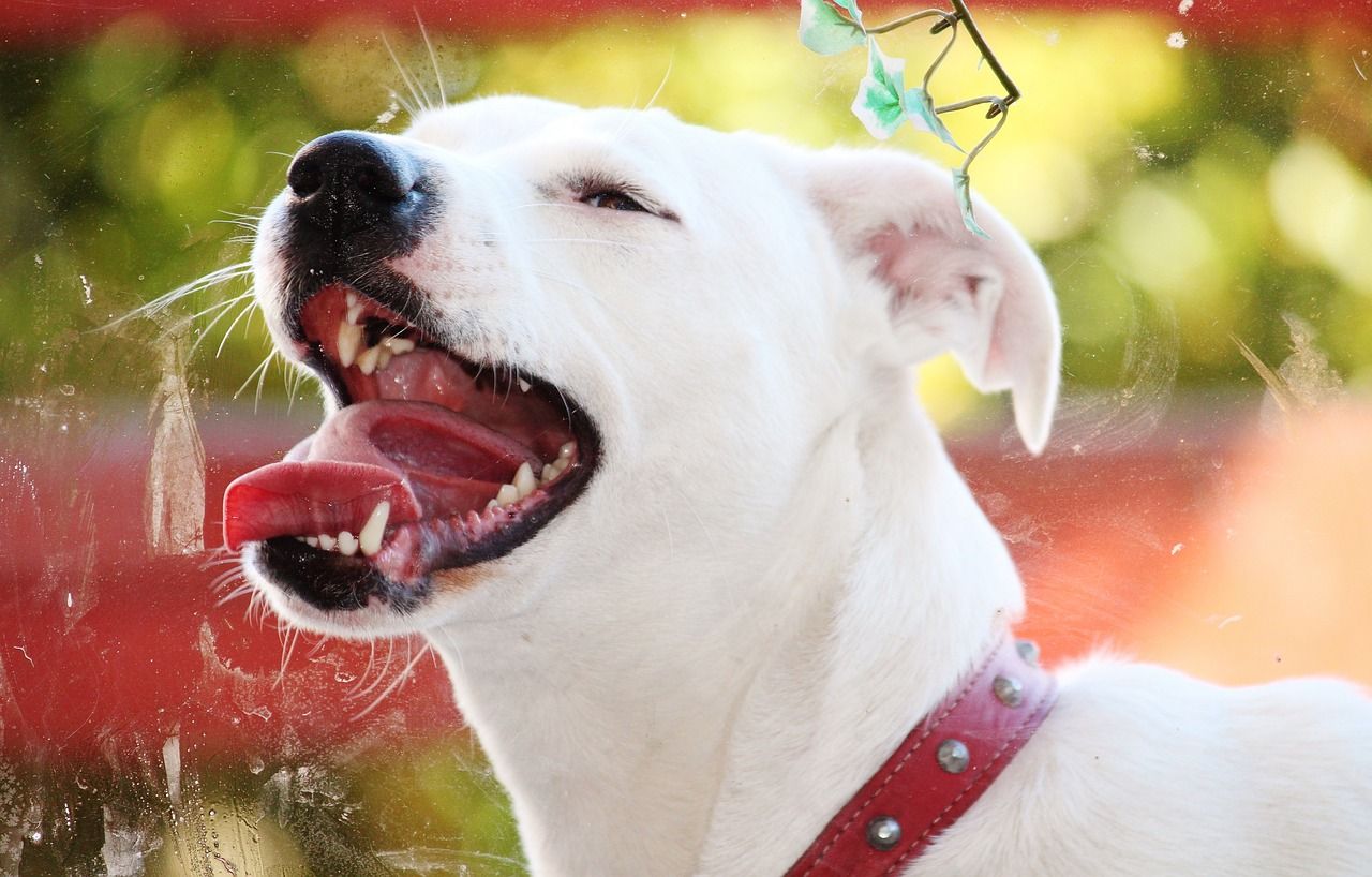 龍魚魚缸怎么清理龍魚魚缸地位的象征和…亞洲觀賞魚…，龍魚的價格是多少