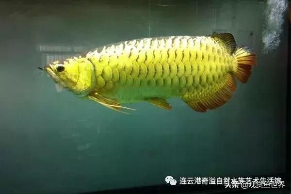 紅龍魚炸鱗怎么辦【關于紅龍魚炸鱗的疑問】