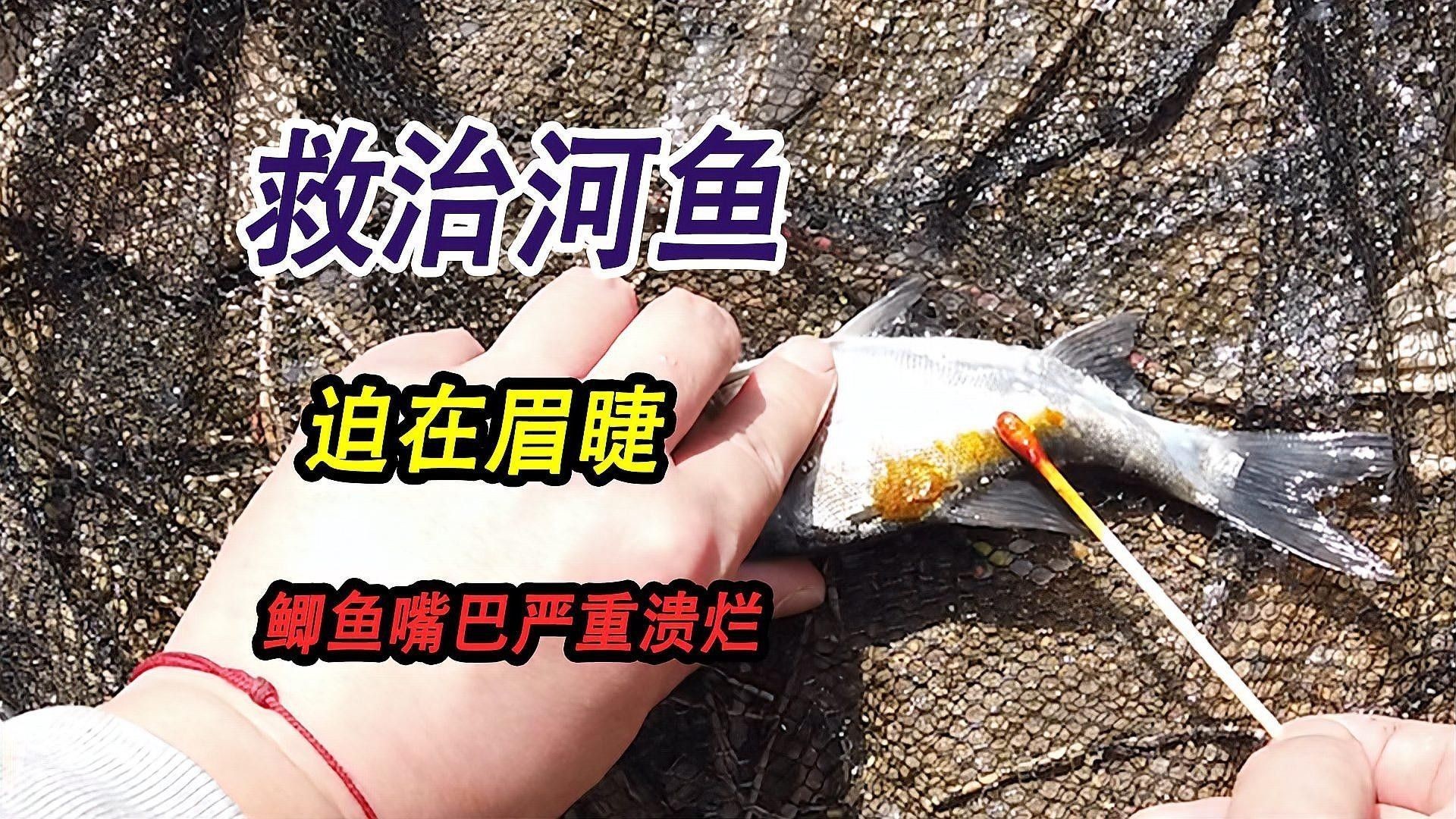 龍魚咬蝴蝶鯉后如何處理傷口