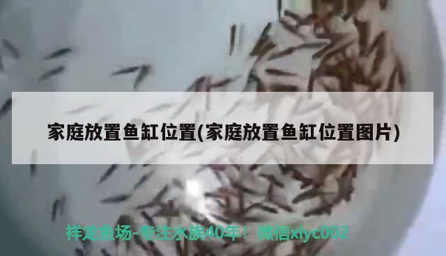 家庭放置魚缸位置(家庭放置魚缸位置圖片)