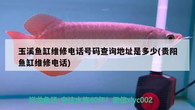 玉溪魚缸維修電話號碼查詢地址是多少(貴陽魚缸維修電話)（玉溪魚缸維修電話號碼查詢地址）