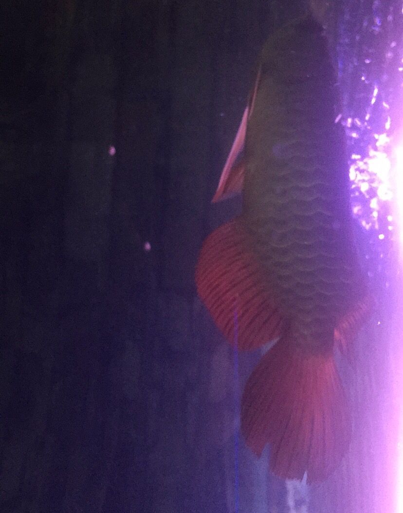 我的魚兒我的累淚（我的魚兒我的累淚，本文探討了作者與魚缸中的深厚情感聯系）