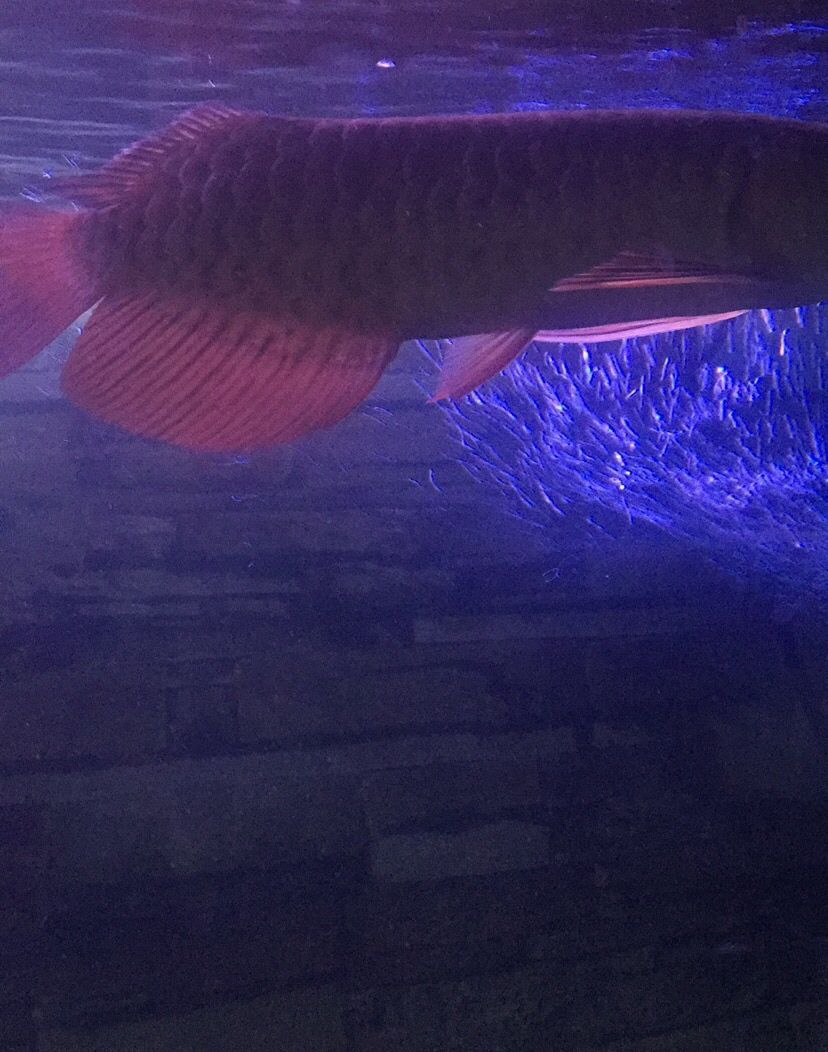我的魚兒我的累淚（我的魚兒我的累淚，本文探討了作者與魚缸中的深厚情感聯系）