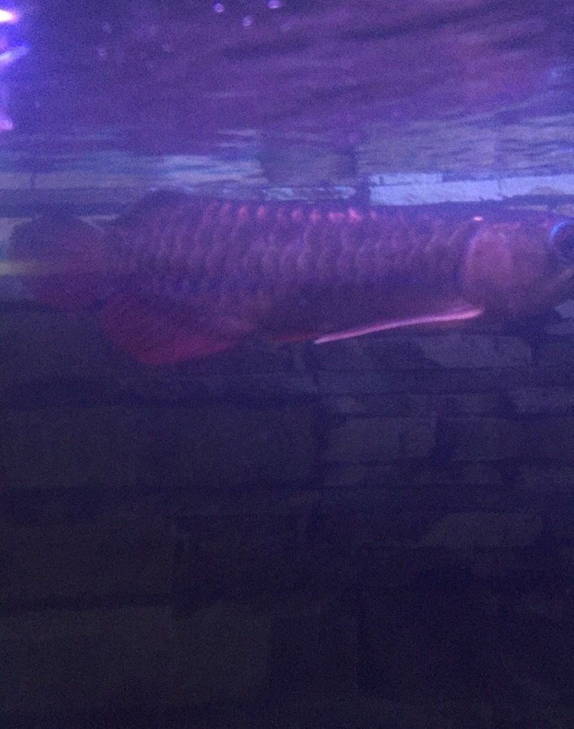 我的魚兒我的累淚（我的魚兒我的累淚，本文探討了作者與魚缸中的深厚情感聯系）
