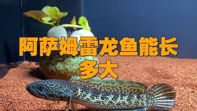 七彩雷龍和阿薩姆雷龍混養需要多大的魚缸？（七彩雷龍和阿薩姆雷龍混養的注意事項）