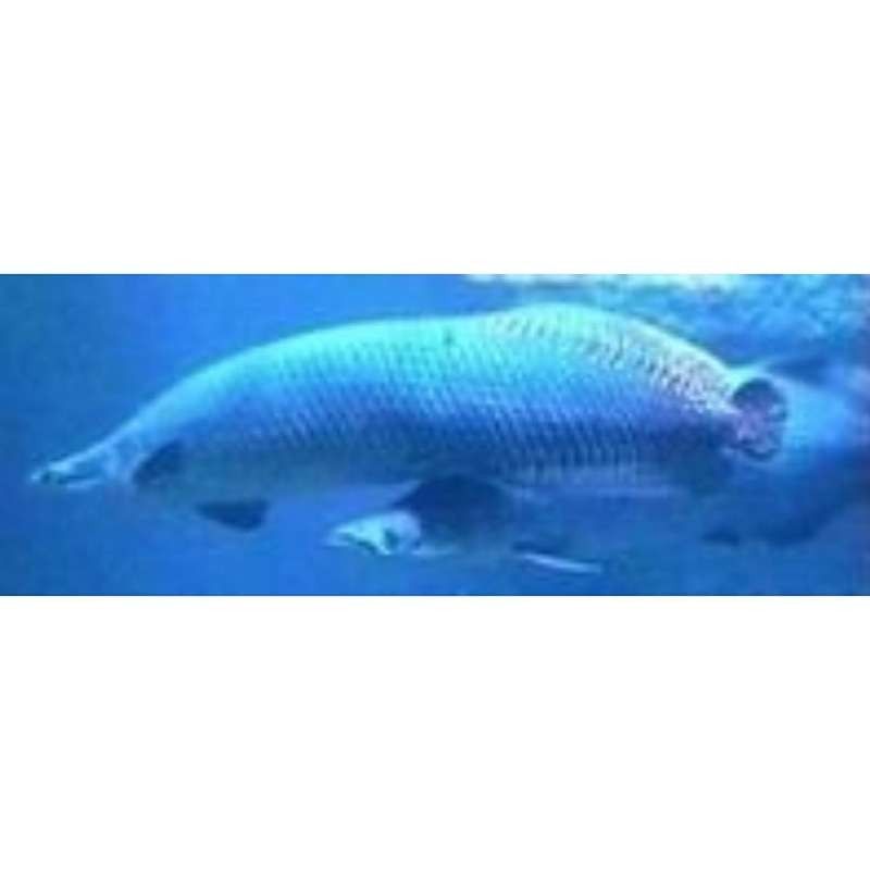龍魚英文名的正確發音方式（如何根據中文名取一個龍魚的英文名？）
