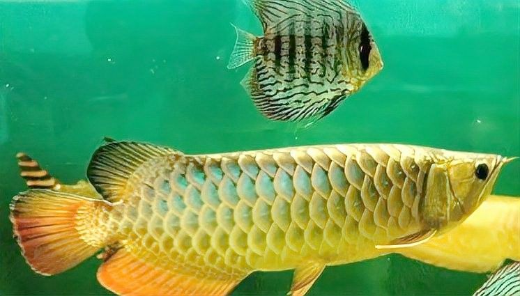 龍魚和雷龍魚可以混養嗎