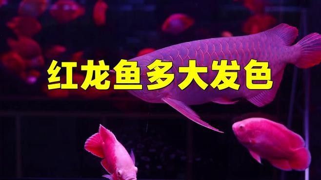 哪種方法判斷紅龍魚年齡最準確（如何判斷紅龍魚年齡？）